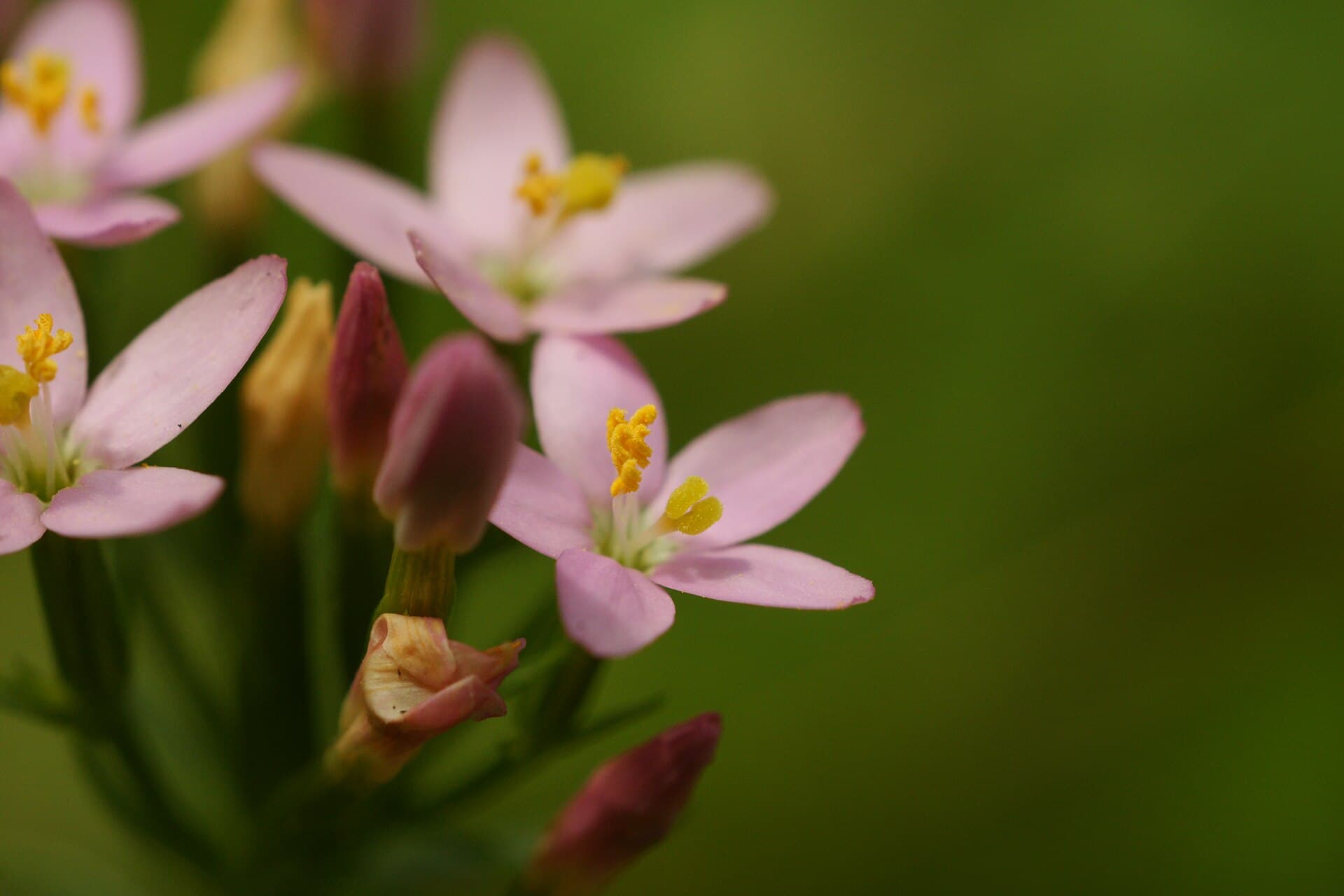 Centaury (Tysiącznik)