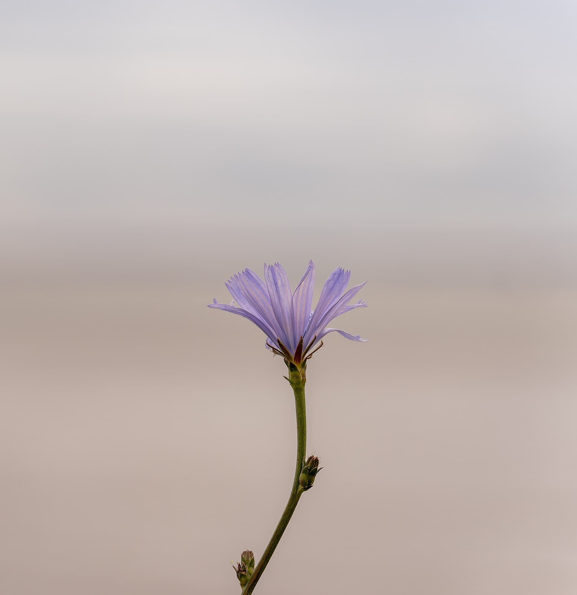 Chicory (Cykoria)