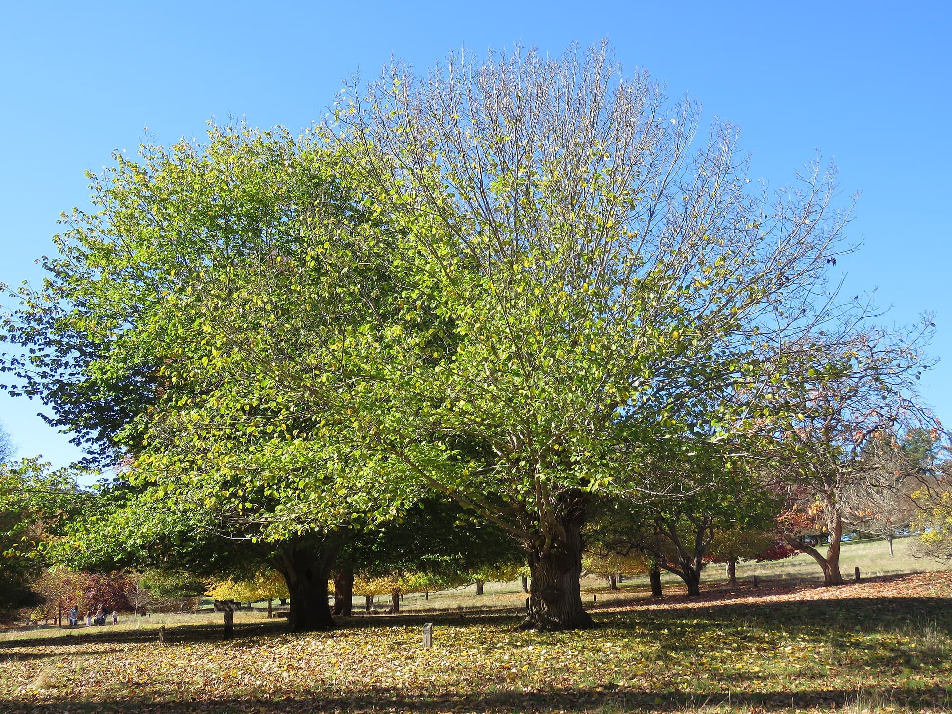 Elm (Wiąz angielski)