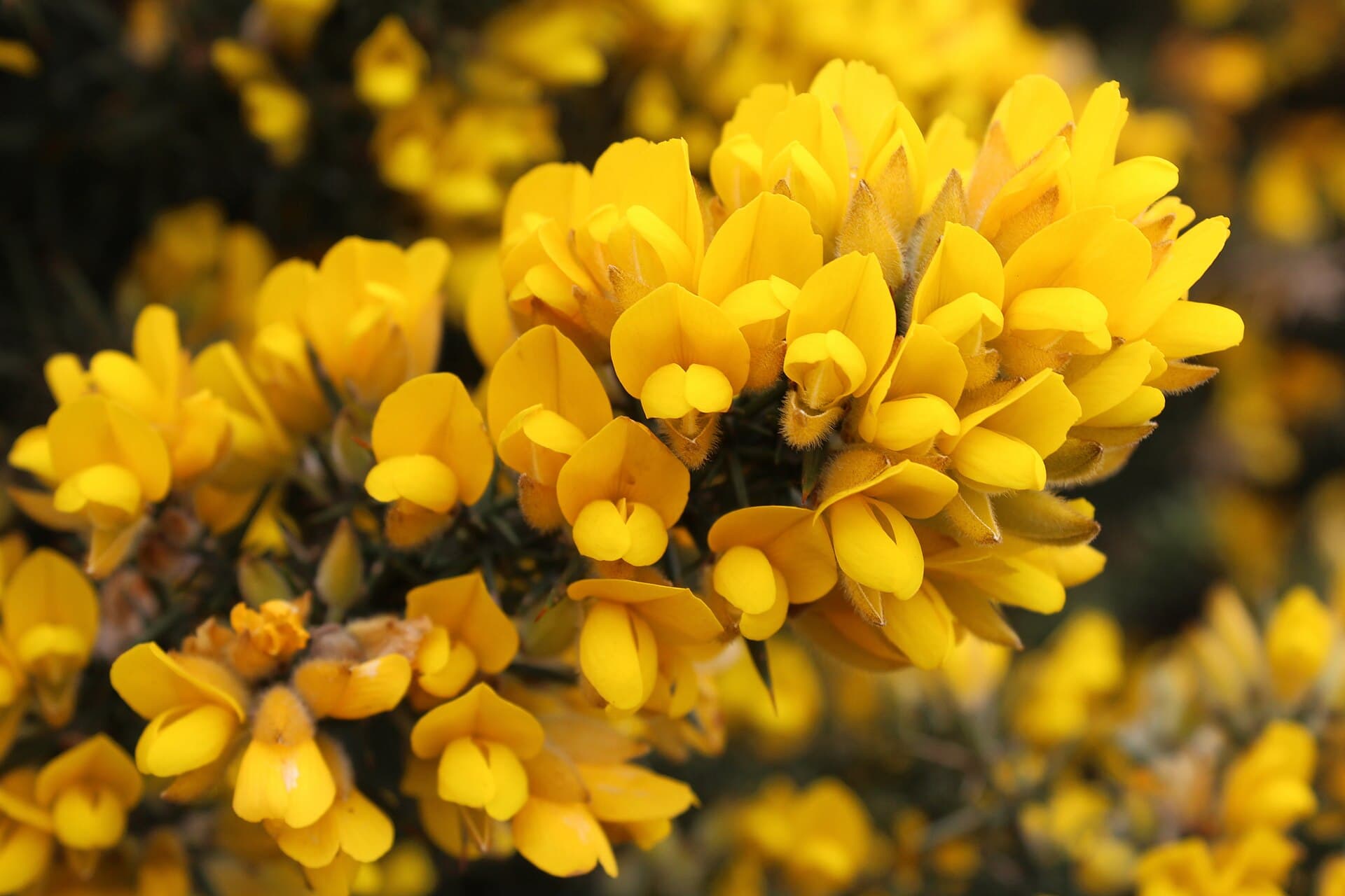 Gorse (Kolcolist)