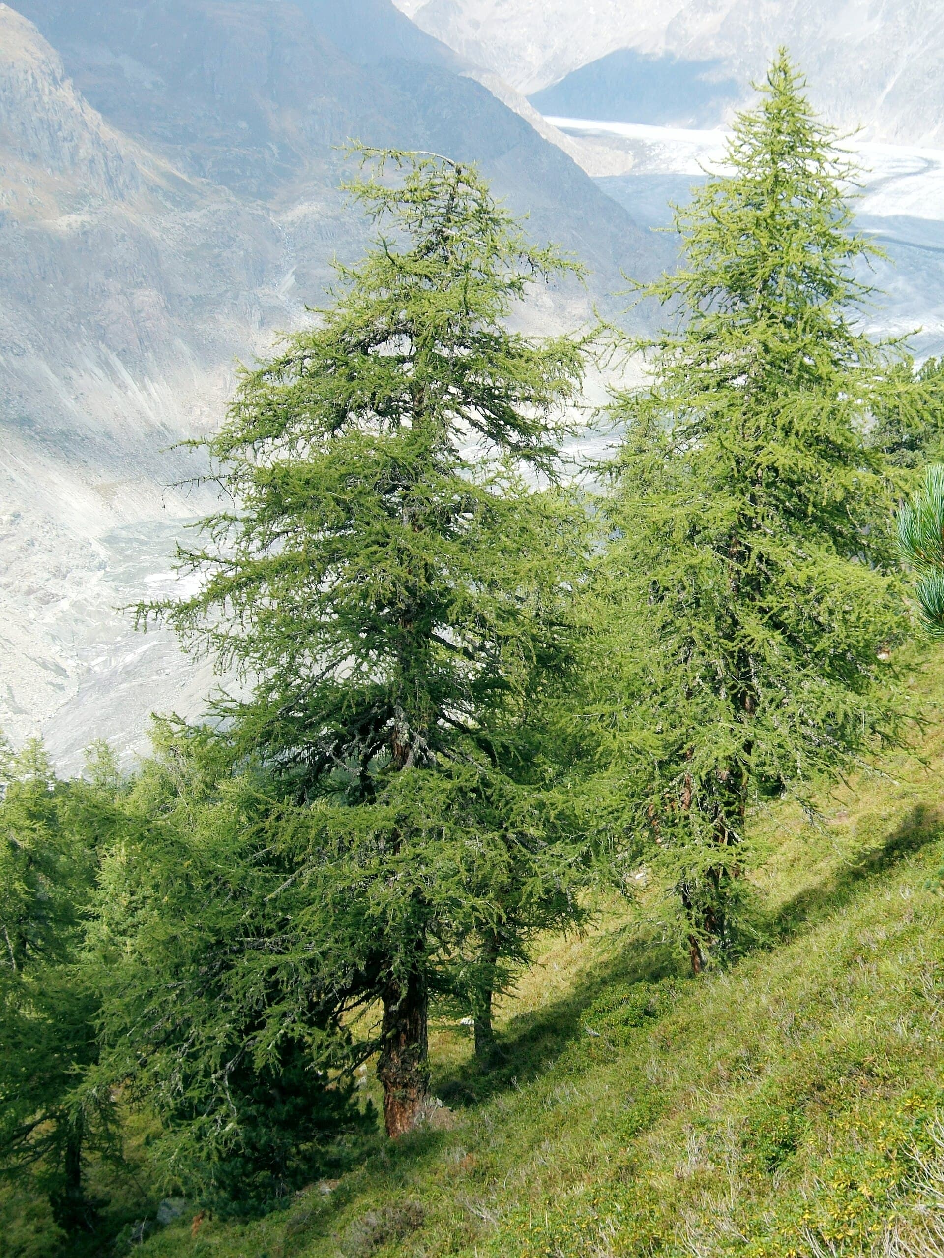 Larch (Modrzew)