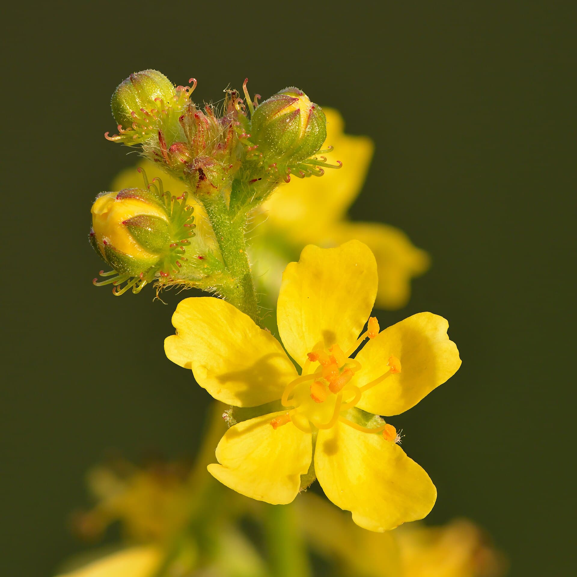Agrimony (Rzepik)