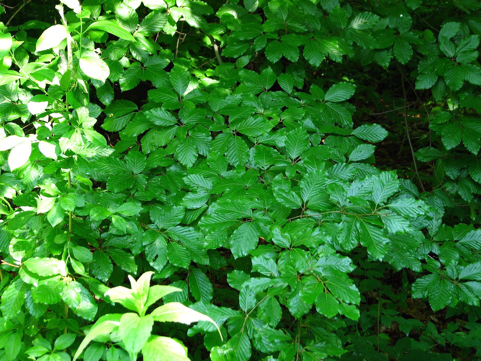 Beech (Buk)