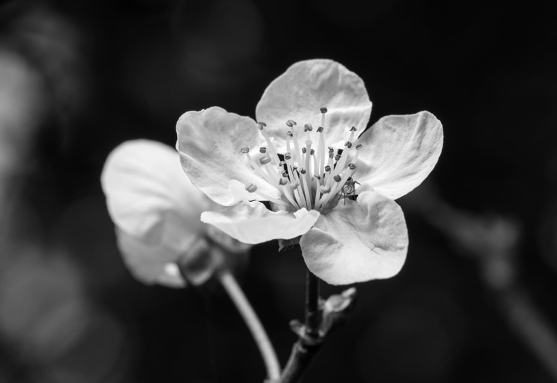 Cherry Plum (Śliwa wiśniowa)