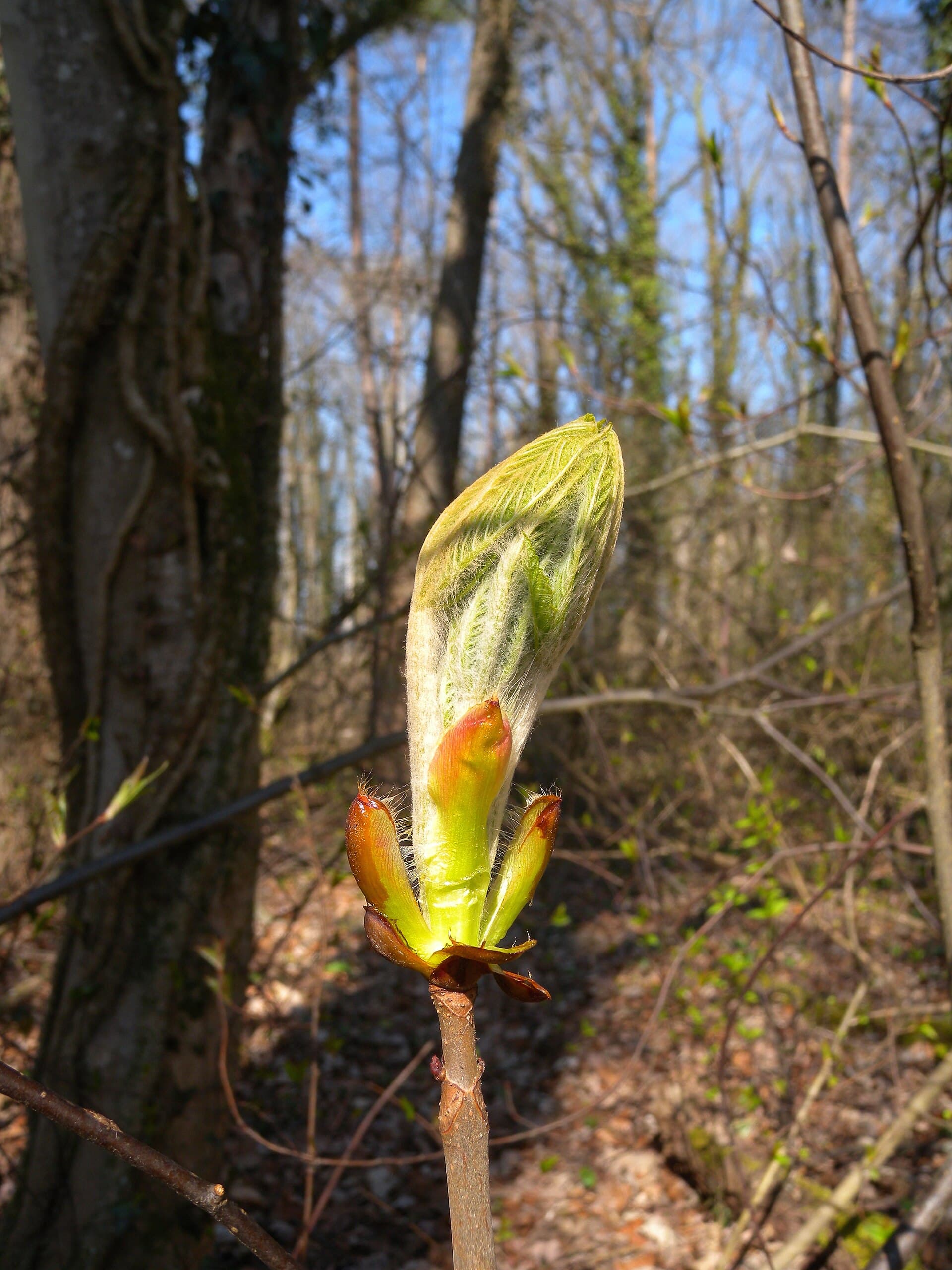 Chestnut Bud (Pąk kasztanowca)