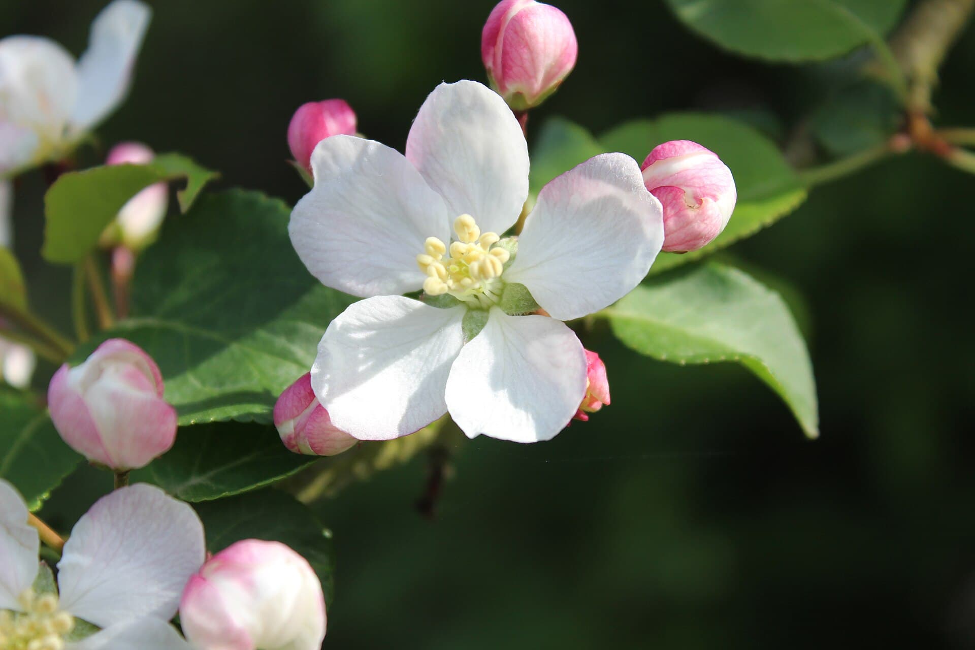 Crab Apple (Jabłoń płonka)