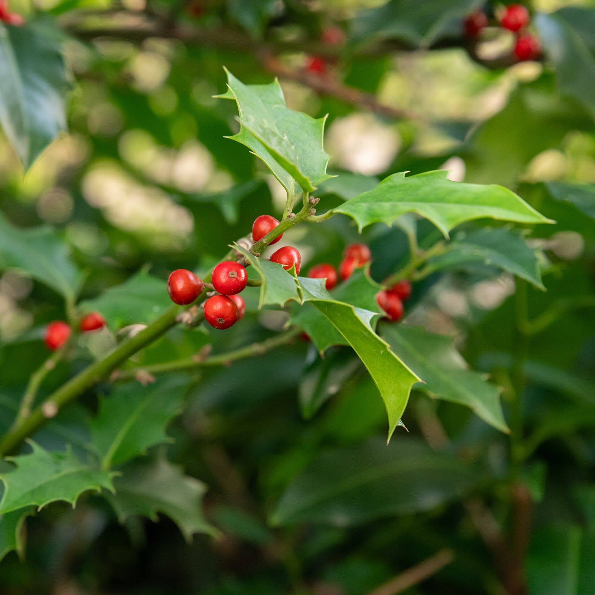 Holly (Ostrokrzew)