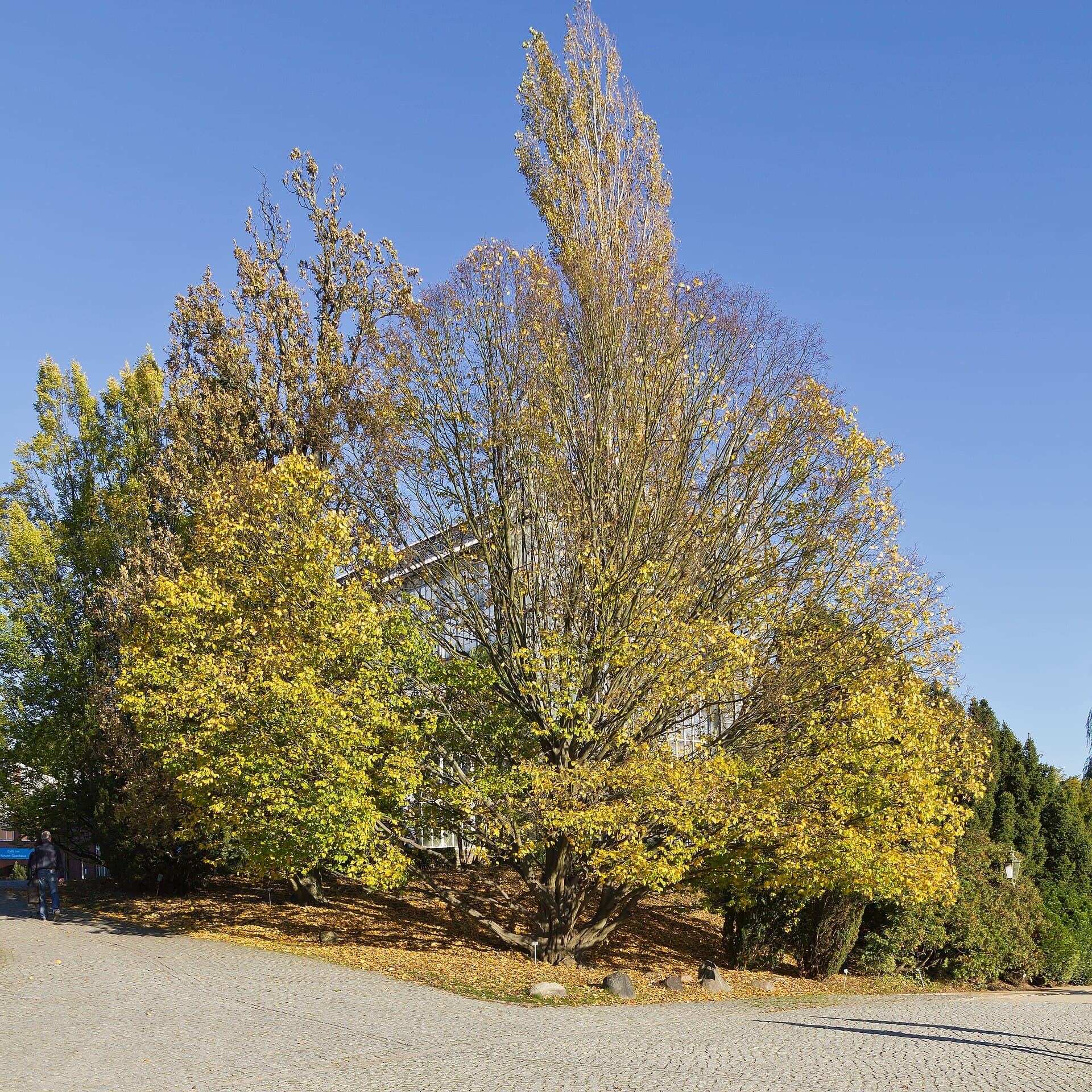 Hornbeam (Grab pospolity)