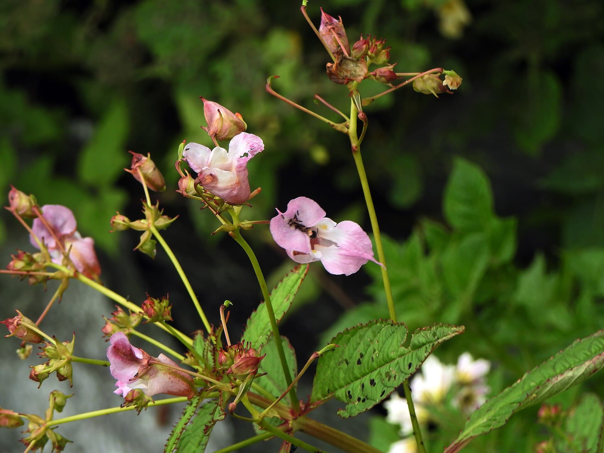 Impatiens (Niecierpek)