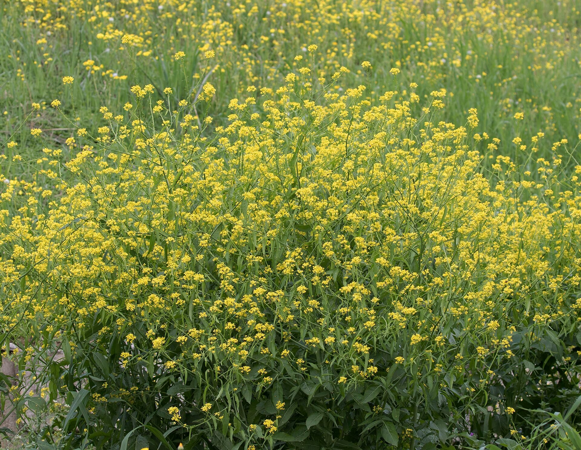 Mustard (Gorczyca)