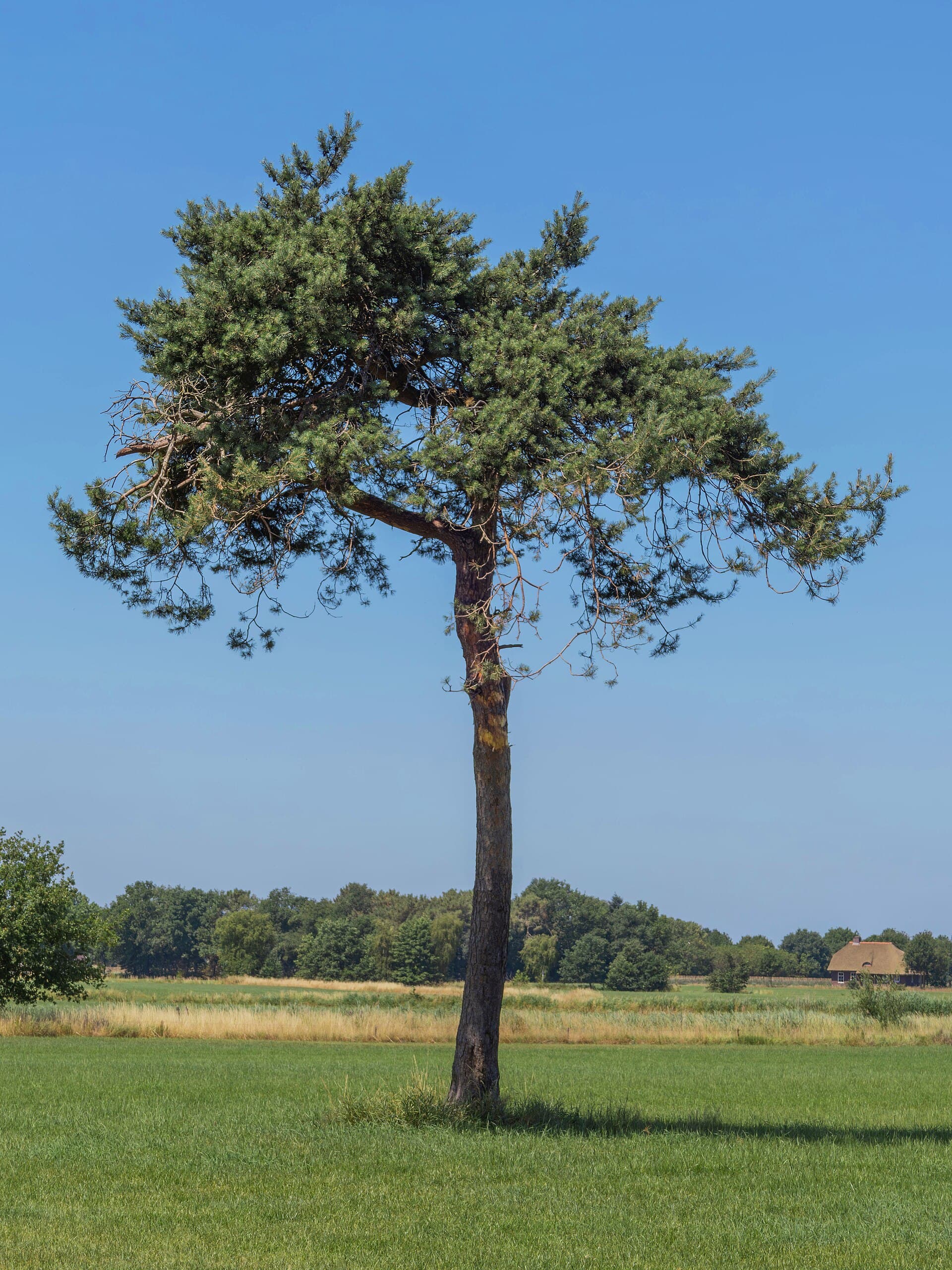 Pine (Sosna)