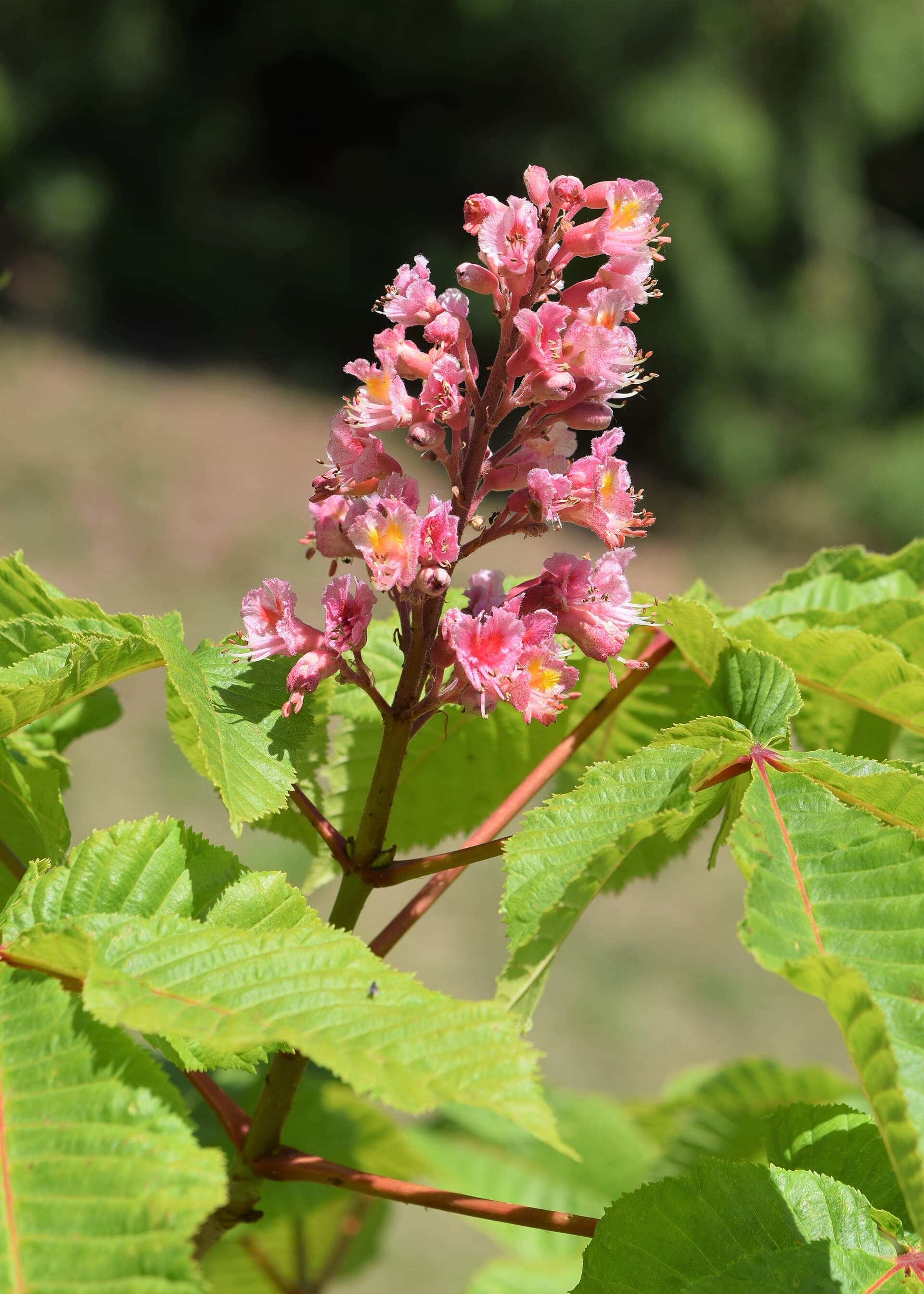 Red Chestnut (Czerwony kasztanowiec)
