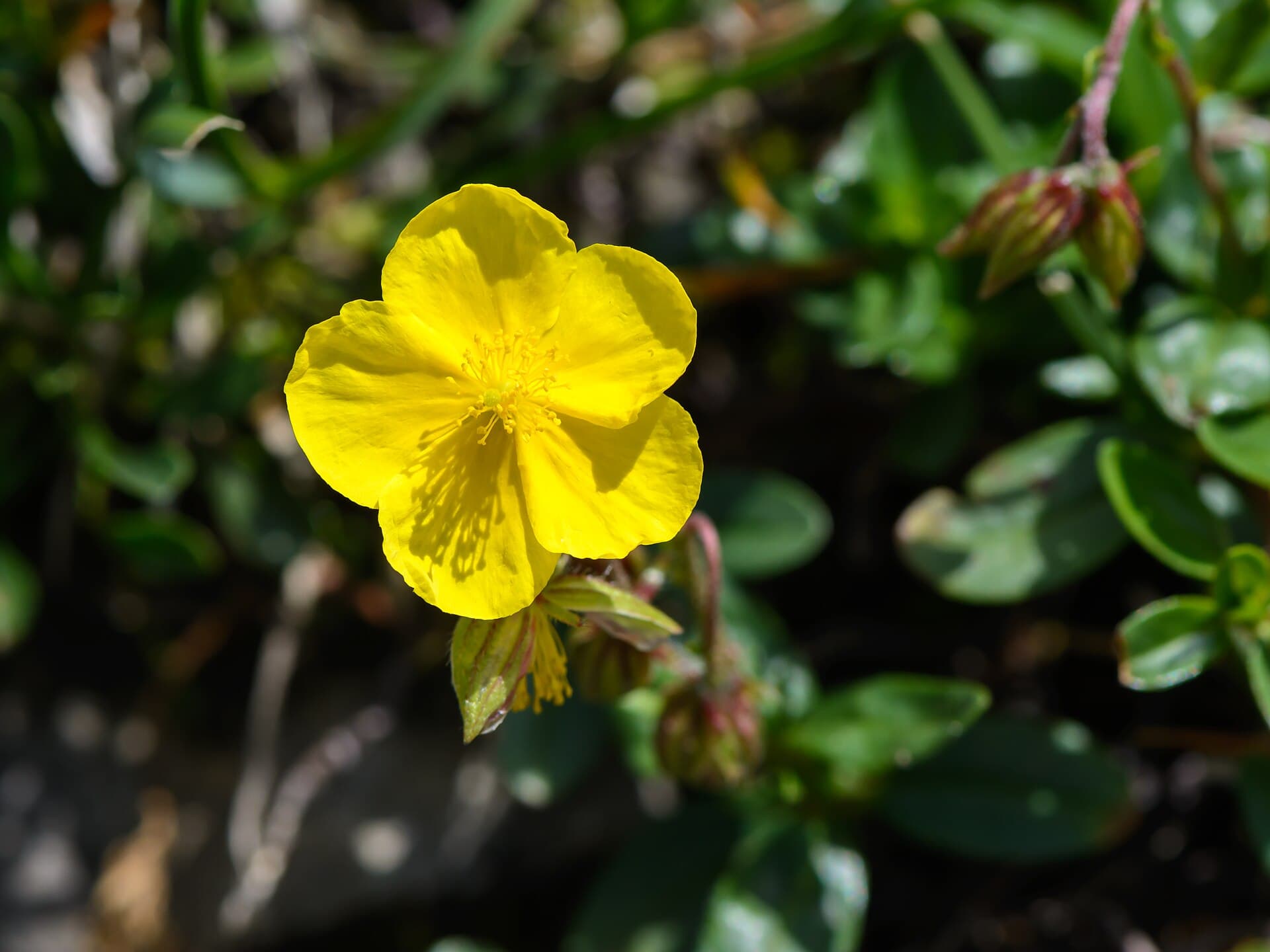 Rock Rose (Posłonek)