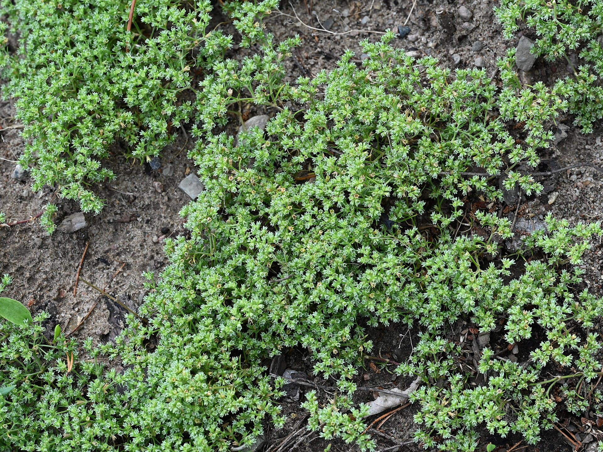 Scleranthus (Czerwiec jednoroczny)