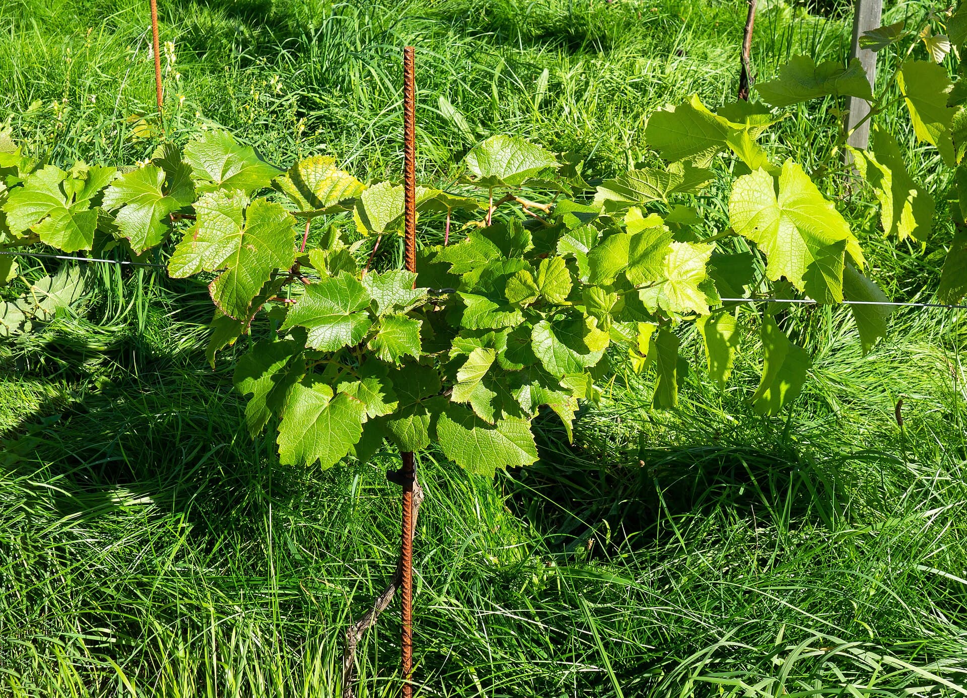 Vine (Winorośl)