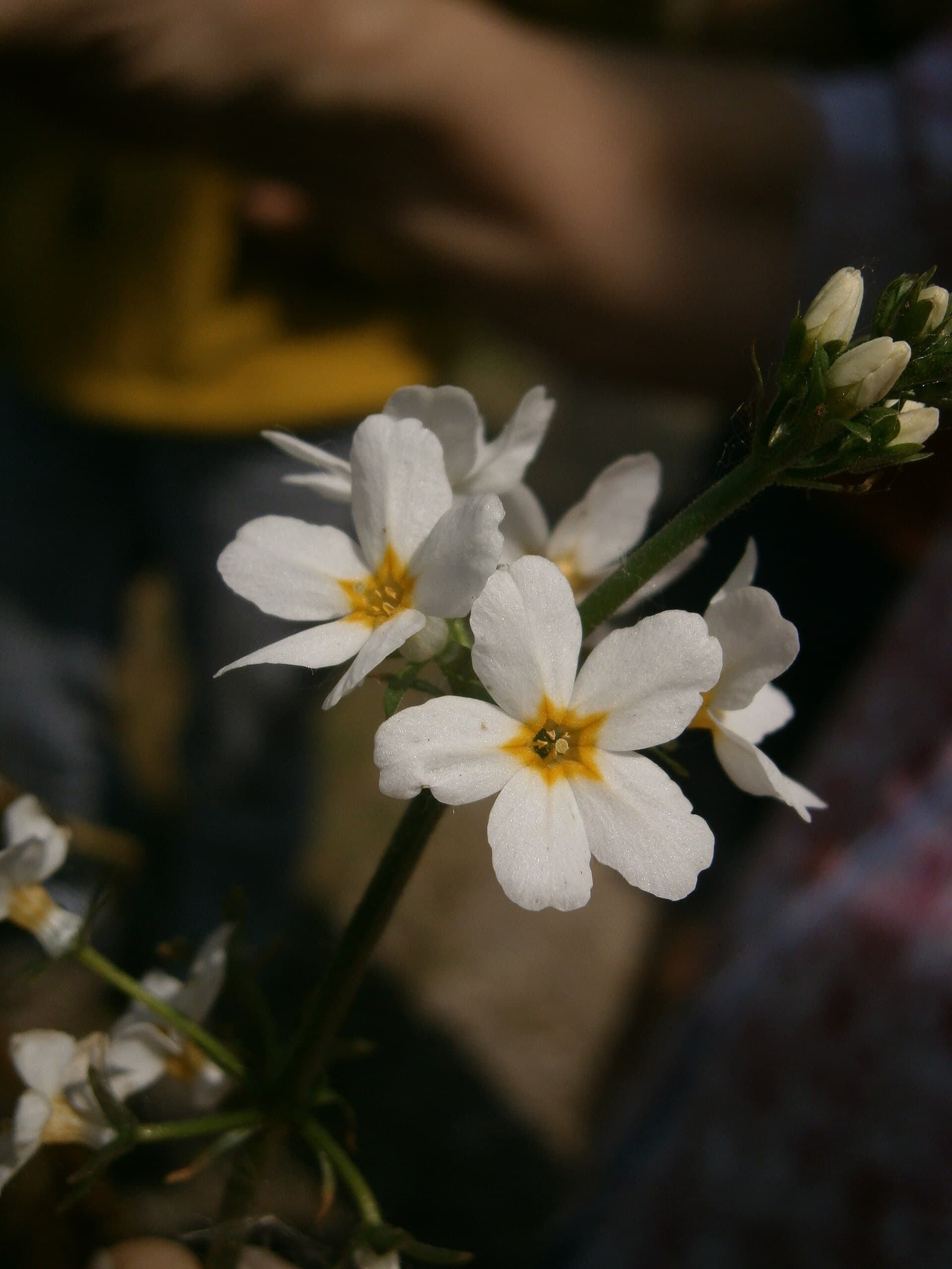 Water Violet (Okrężnica bagienna)