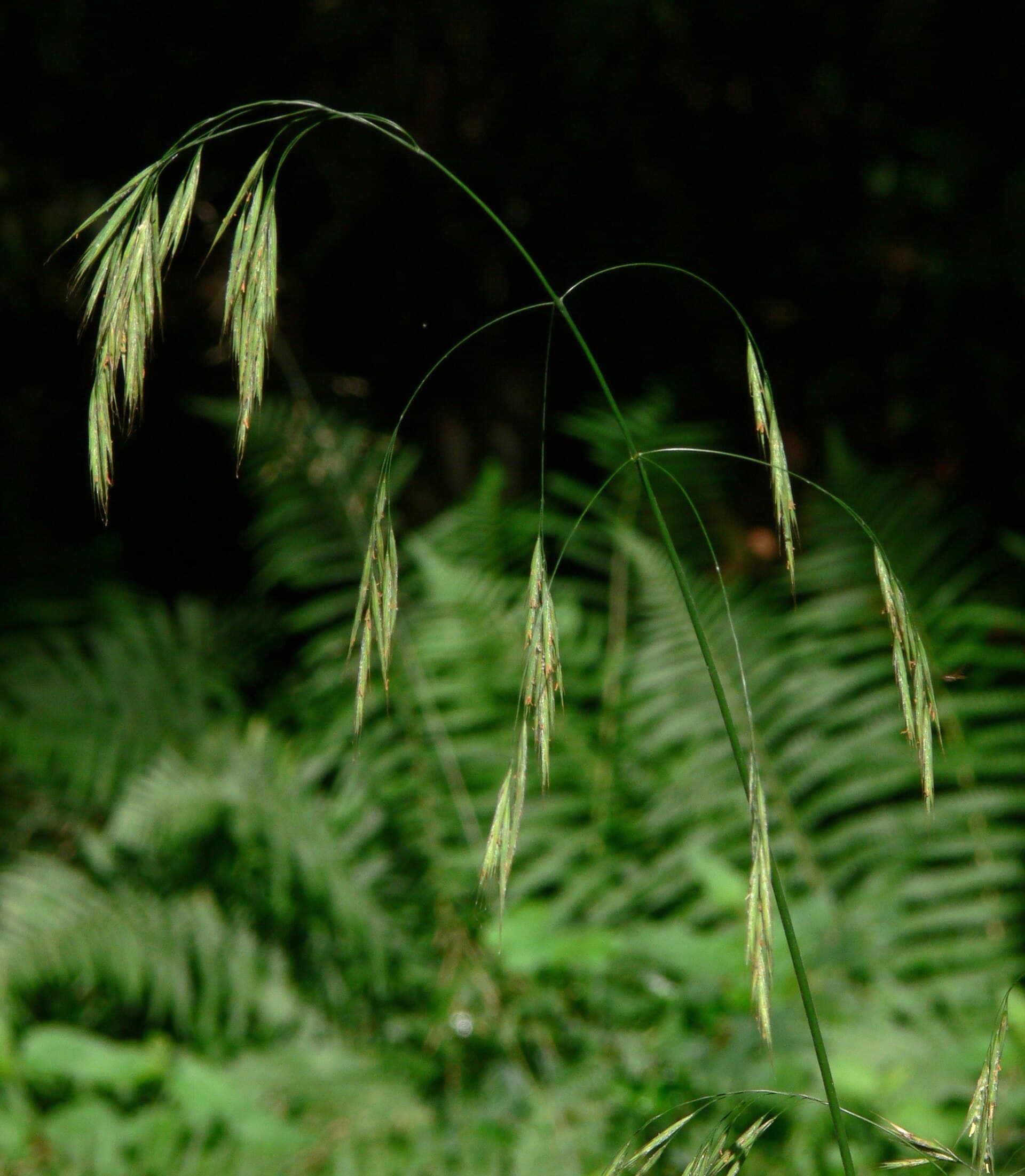 Wild Oat (Stokłosa złocista)